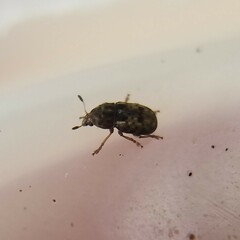 Anthribinae