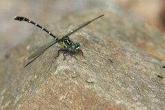 Hemigomphus heteroclytus