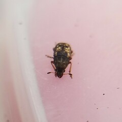 Anthribinae