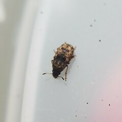Anthribinae