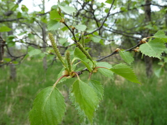 Betula papyrifera kenaica