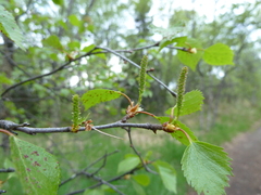 Betula papyrifera kenaica