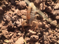 Paravaejovis spinigerus