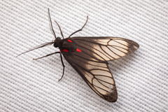 Hypocharis clusia