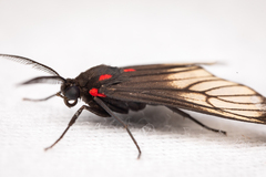 Hypocharis clusia