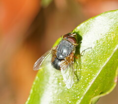 Calliphora augur