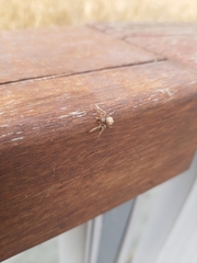 Araneidae