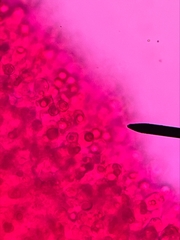 Entoloma cystomarginatum