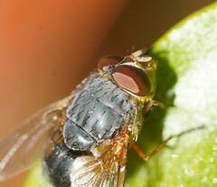 Calliphora augur