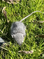 Peromyscus gambelii