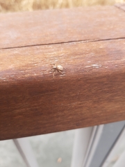 Araneidae