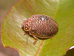 Paropsis dilatata