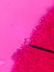 Entoloma cystomarginatum