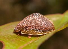 Paropsis dilatata