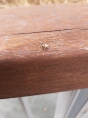 Araneidae