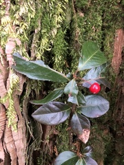 Ardisia japonica