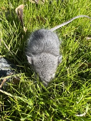 Peromyscus gambelii