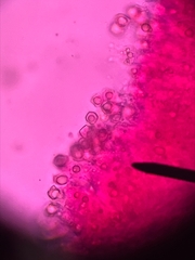 Entoloma cystomarginatum