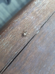 Araneidae