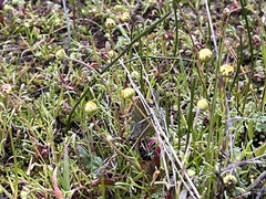 Blennosperma bakeri