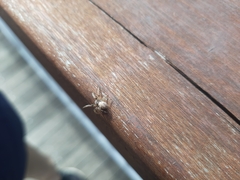 Araneidae