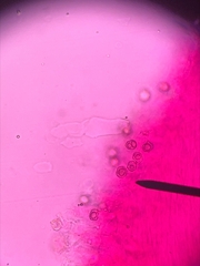 Entoloma cystomarginatum
