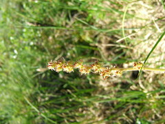 Micranthes hieraciifolia