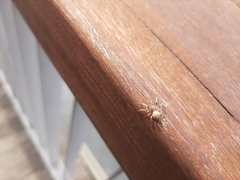 Araneidae