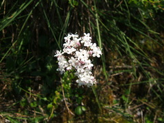 Valeriana capitata