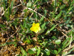 Saxifraga hirculus