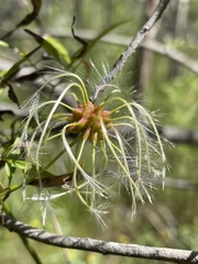 Clematis decipiens