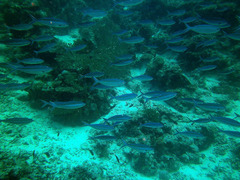 Caesio varilineata