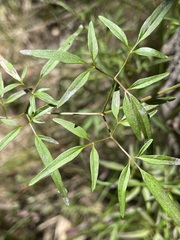Clematis decipiens