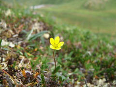 Saxifraga hirculus