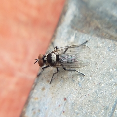 Anthomyia oculifera