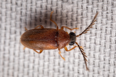 Ptilodactylidae