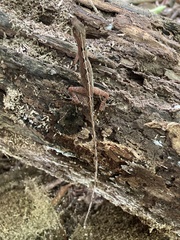 Anolis polylepis