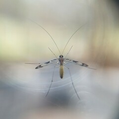 Macrocera