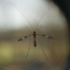Macrocera