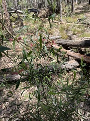 Dodonaea heteromorpha