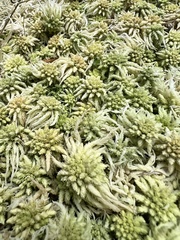 Sphagnum squarrosum