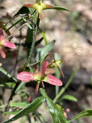 Dodonaea heteromorpha