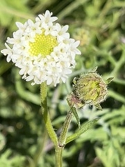 Chaenactis artemisiifolia