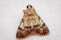 Epipaschia superatalis