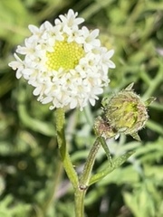 Chaenactis artemisiifolia