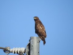 Buteo jamaicensis