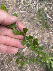 Dodonaea triangularis