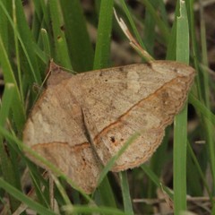 Lepidoptera