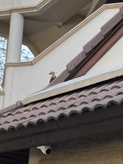 Upupa epops longirostris