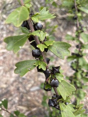 Dodonaea triangularis